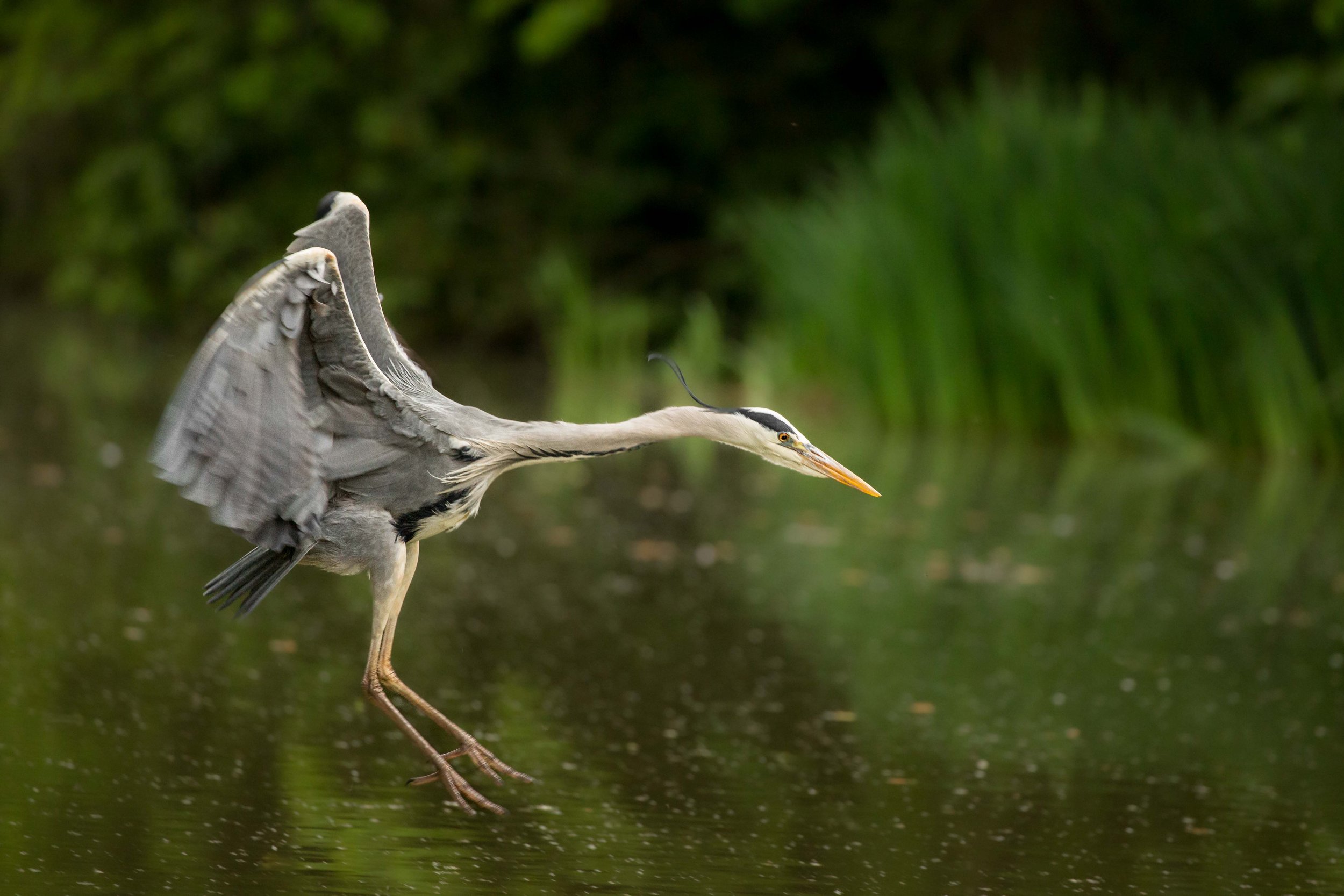 Heron diving for fish